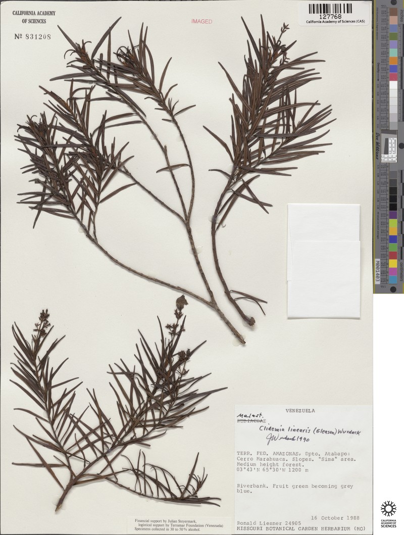 Miconia linearis