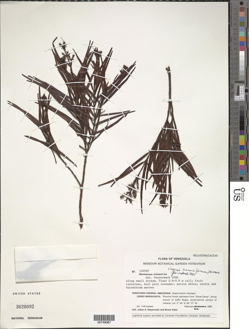 Miconia linearis photo 2