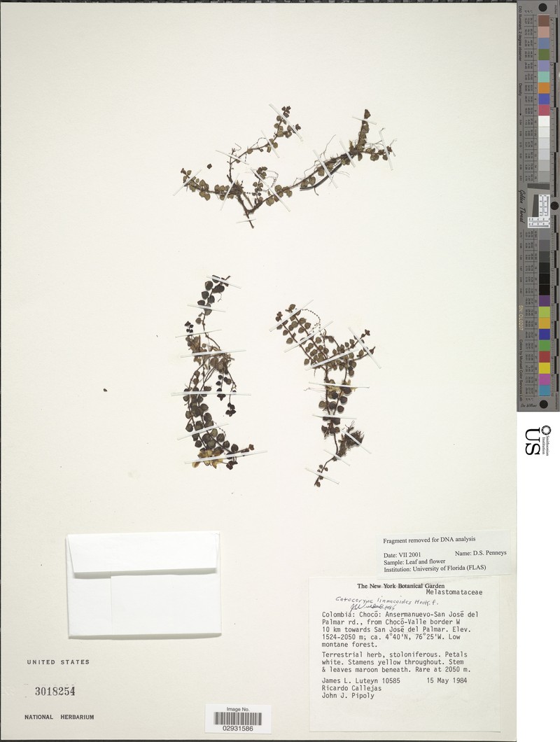 Miconia linneoides