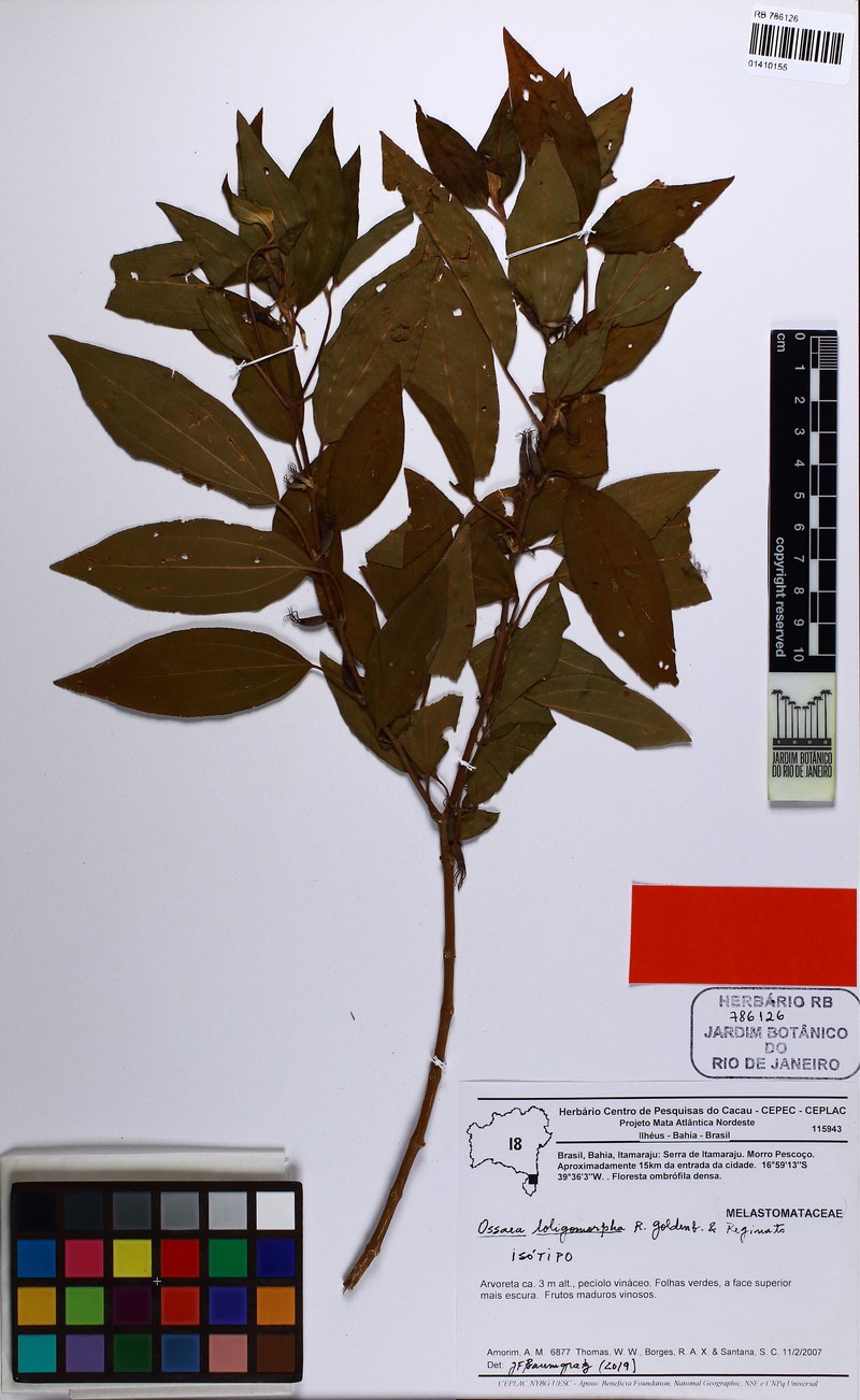 Miconia loligomorpha