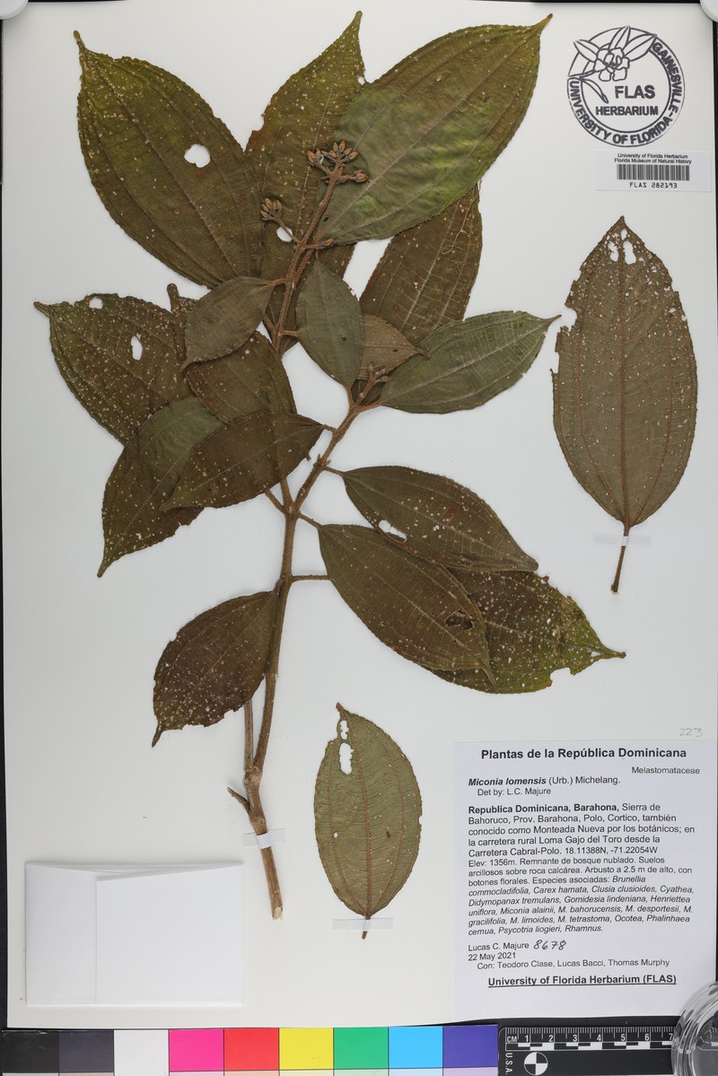 Miconia lomensis