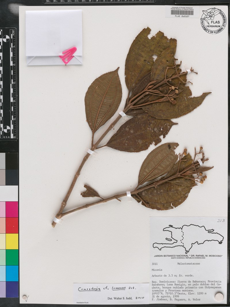 Miconia lomensis photo 2