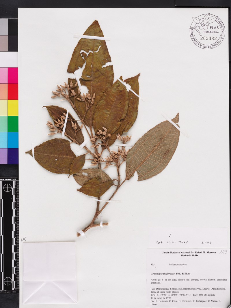 Miconia lomensis photo 3