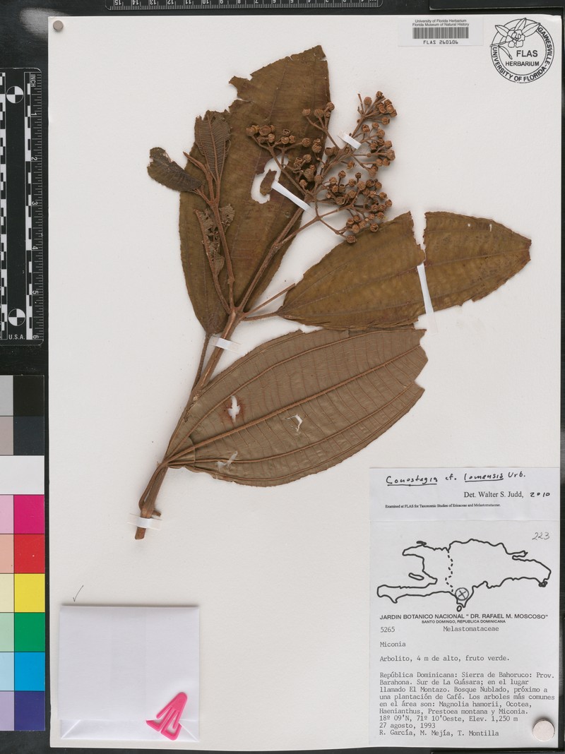 Miconia lomensis photo 4
