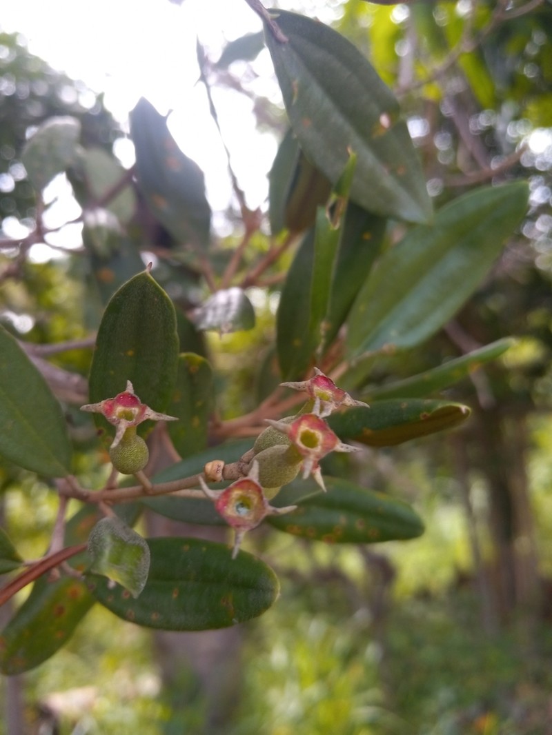 Miconia longicollis