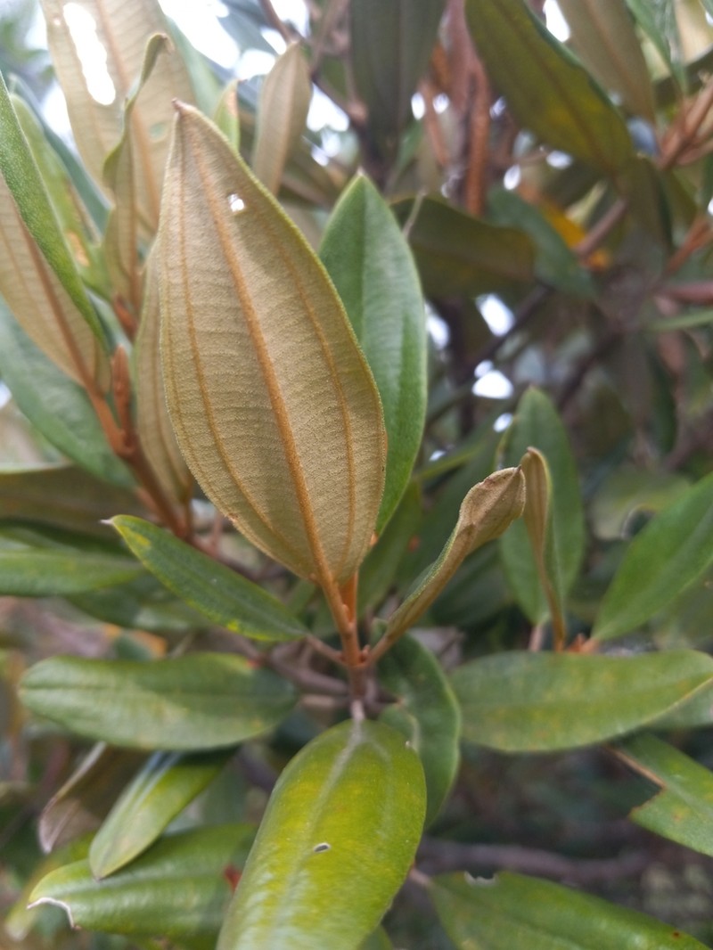 Miconia longicollis photo 2