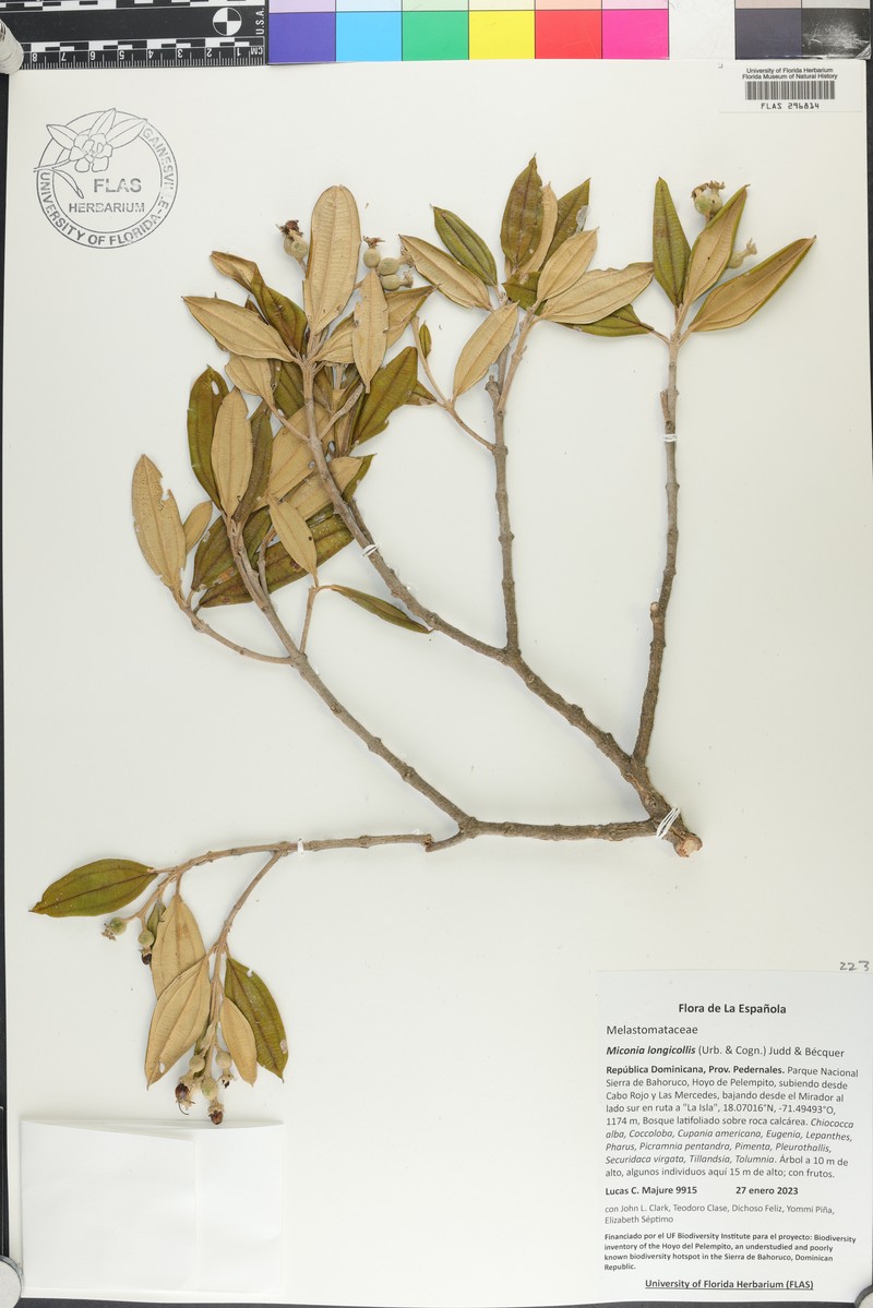 Miconia longicollis photo 4