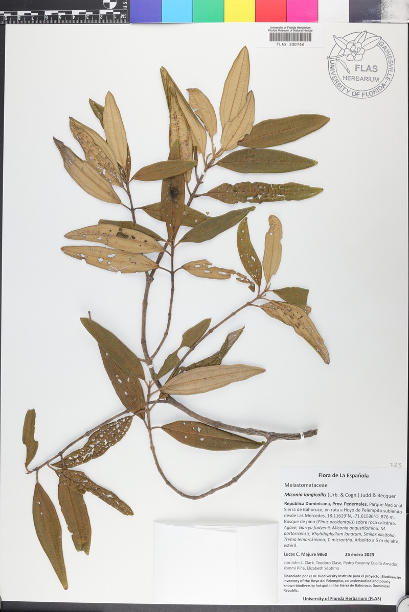 Miconia longicollis photo 5