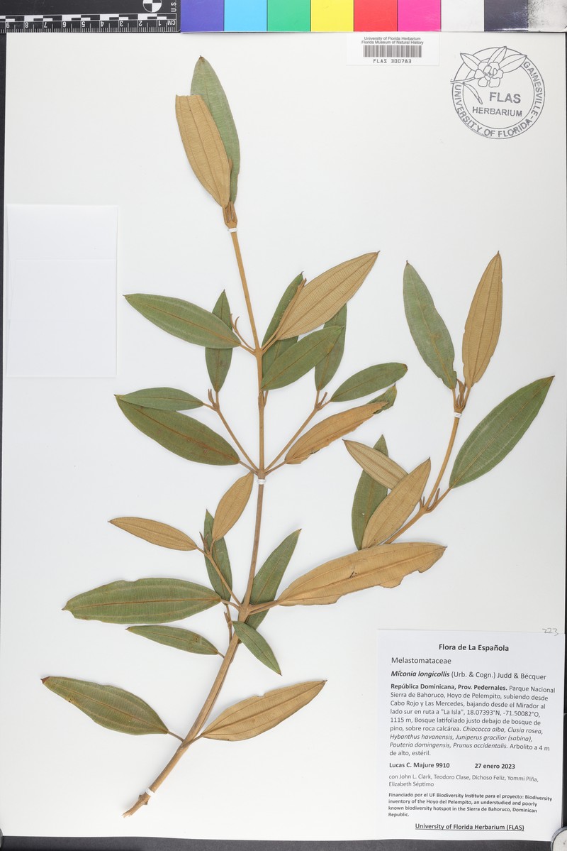 Miconia longicollis photo 6