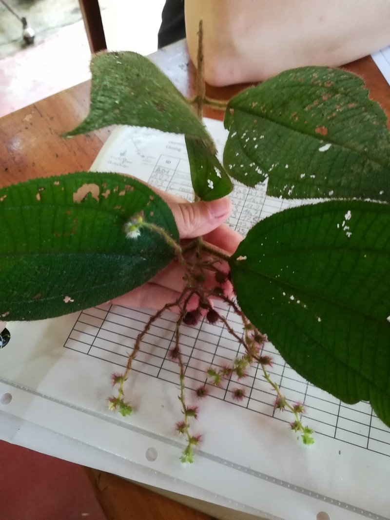 Miconia longicoma