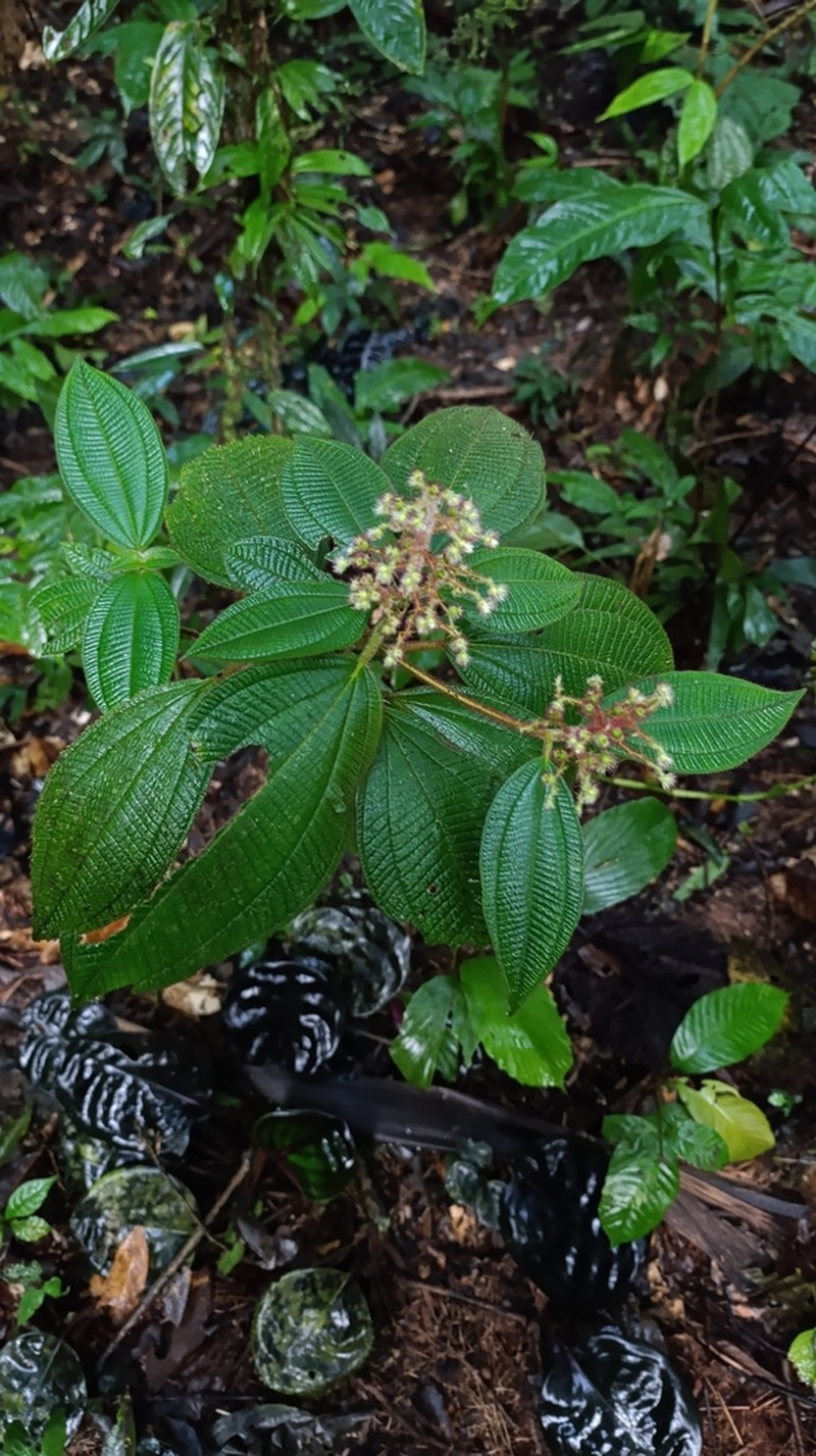 Miconia longicoma photo 2