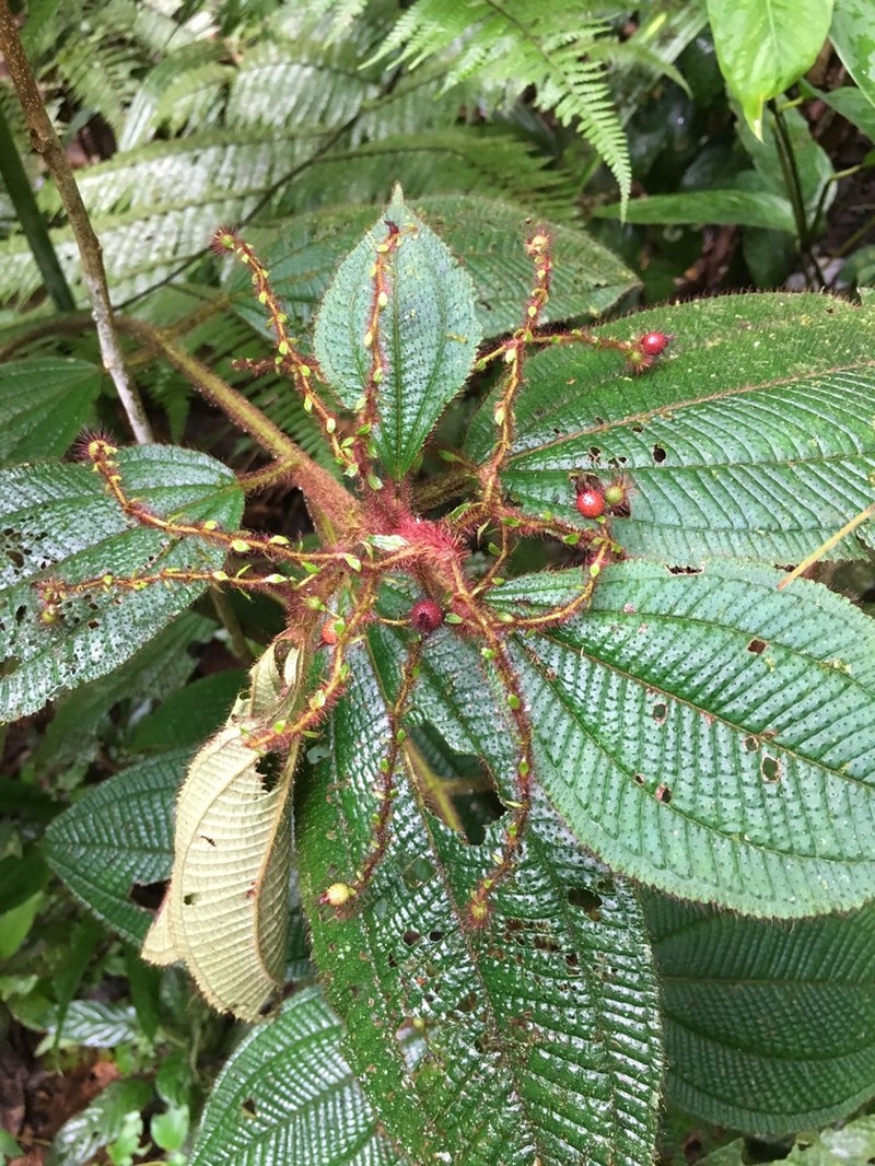 Miconia longicoma photo 3
