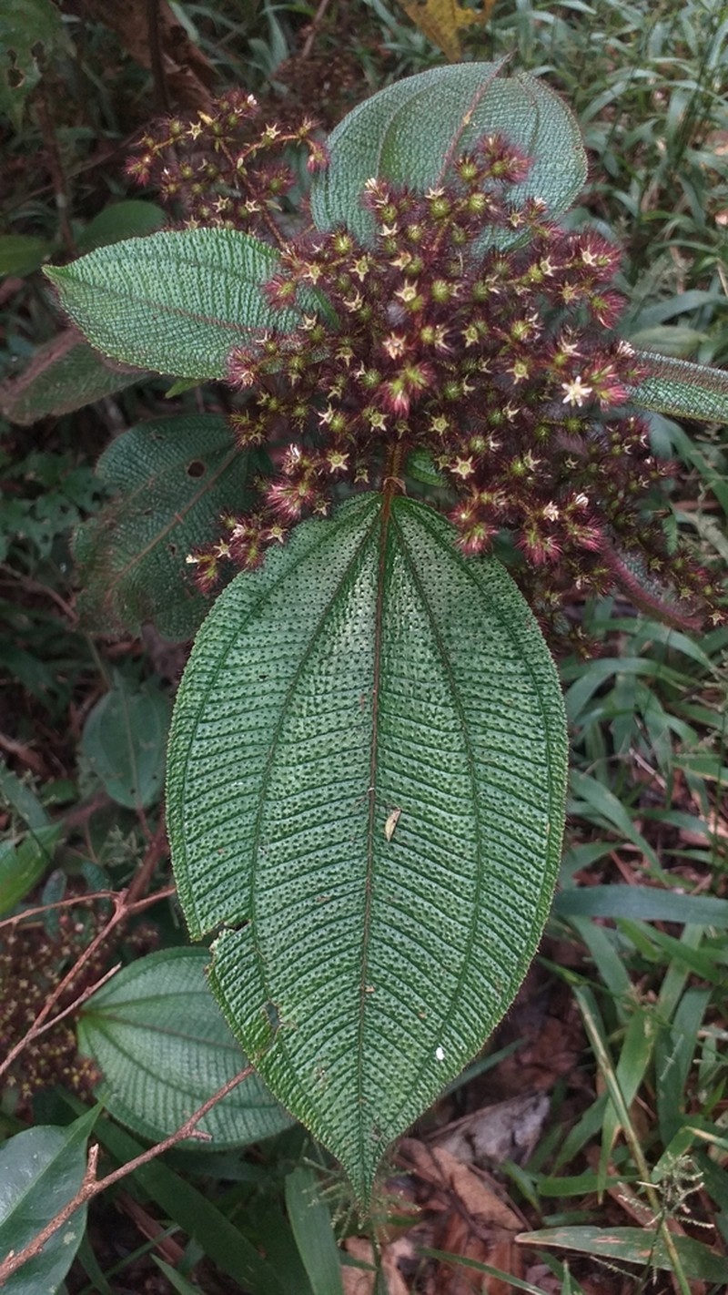Miconia longicoma photo 4
