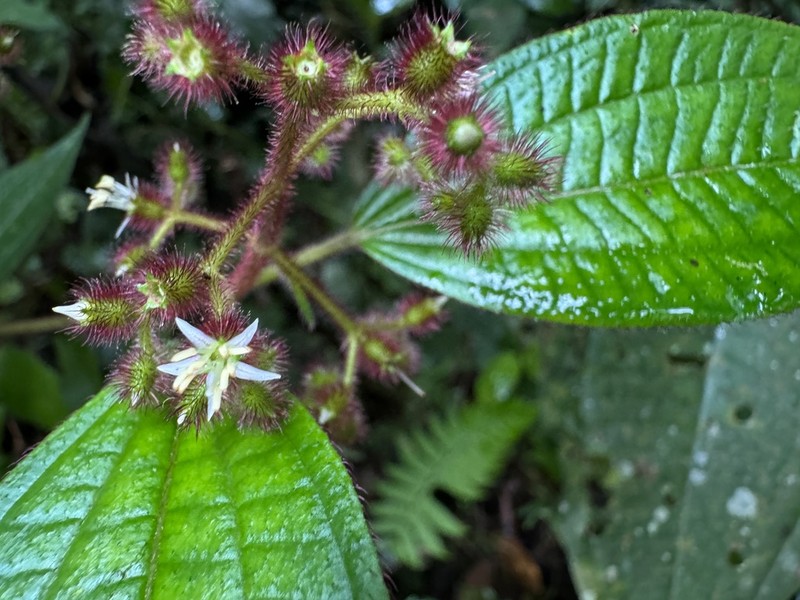 Miconia longicoma photo 5