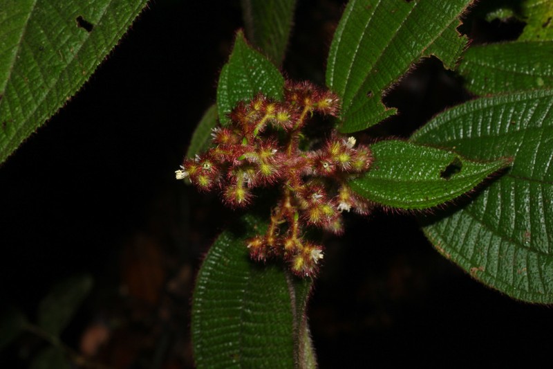 Miconia longicoma photo 6