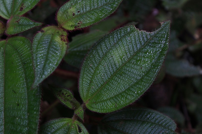 Miconia longicoma photo 7