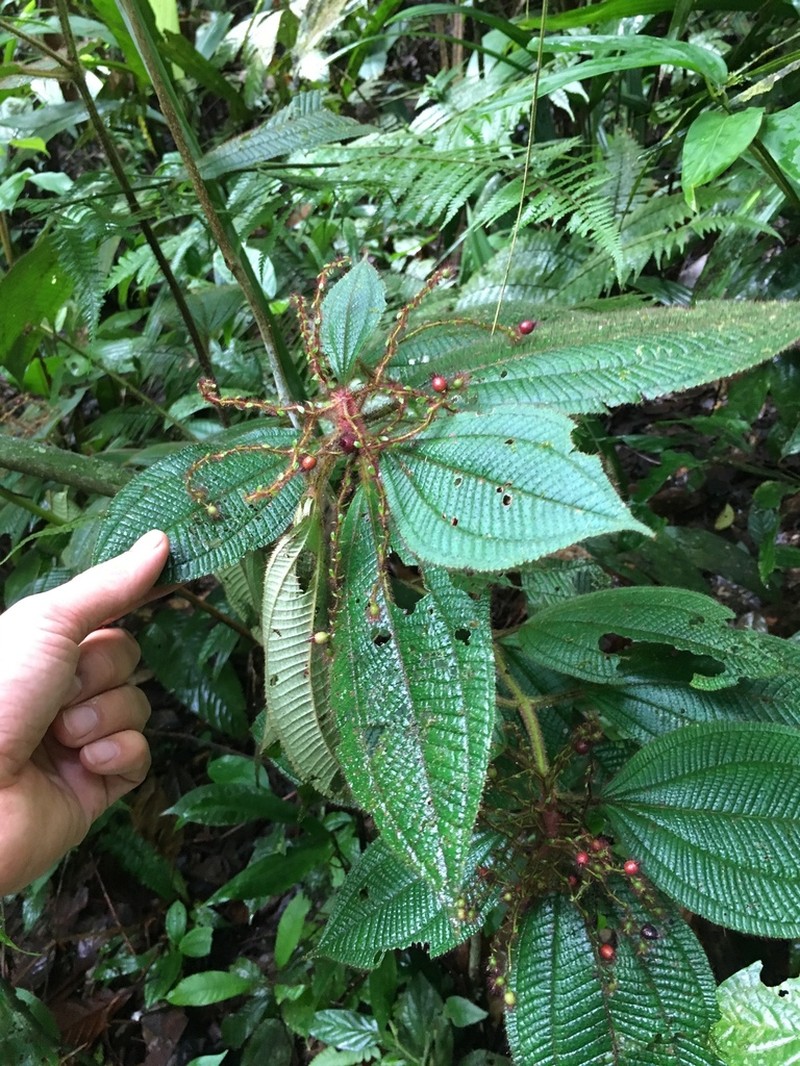 Miconia longicoma photo 8