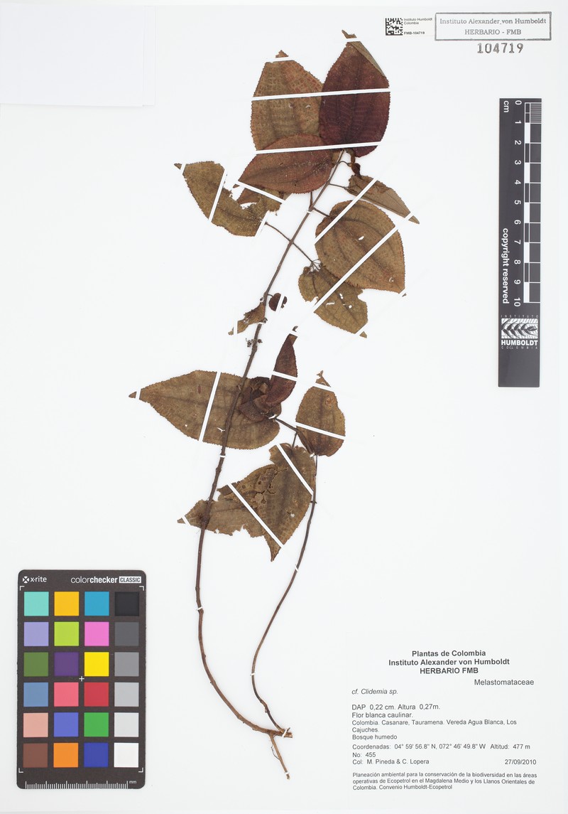 Miconia lorenzouribei photo 2