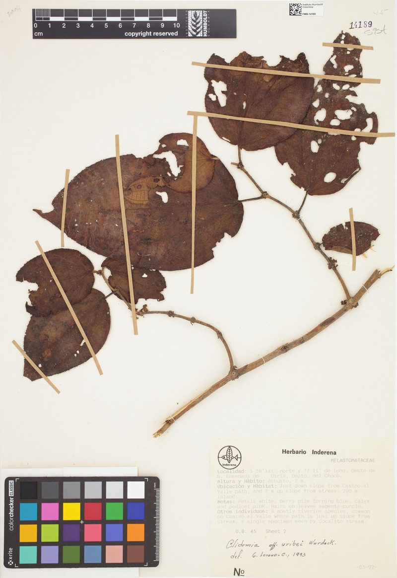 Miconia lorenzouribei photo 3