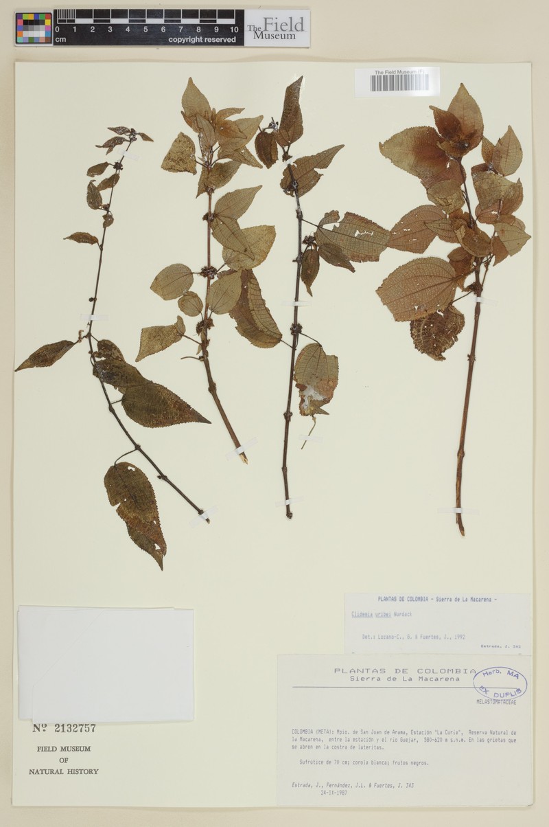 Miconia lorenzouribei photo 4