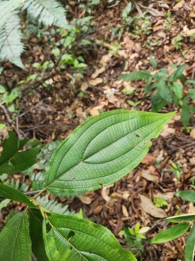 Miconia lucianobernardii