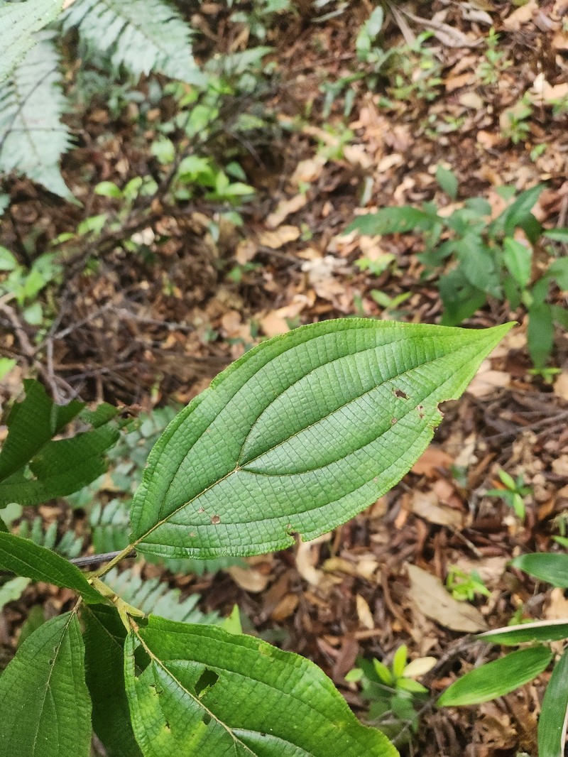 Miconia lucianobernardii photo 2