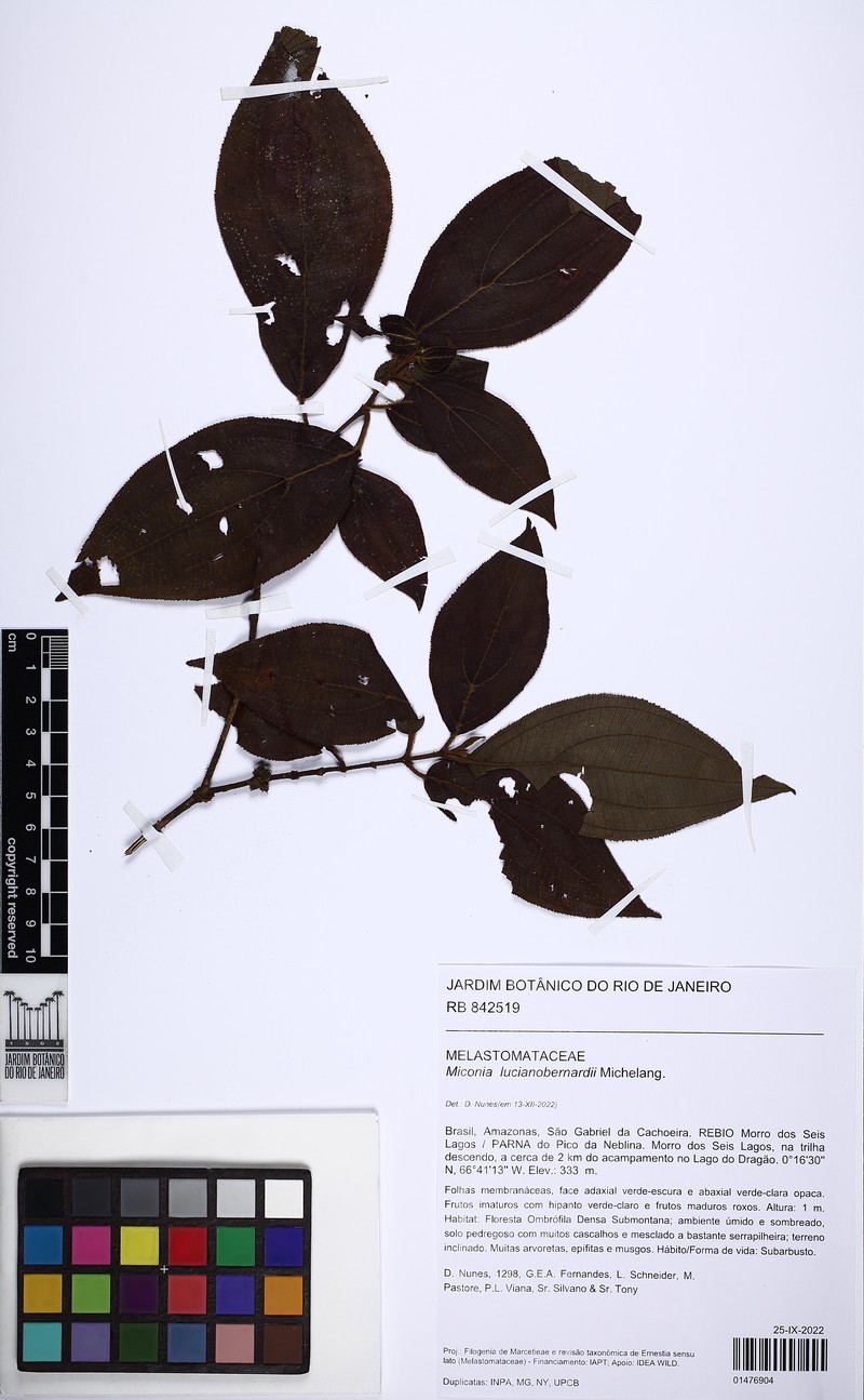 Miconia lucianobernardii photo 3