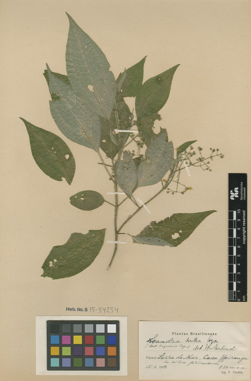 Miconia lutea