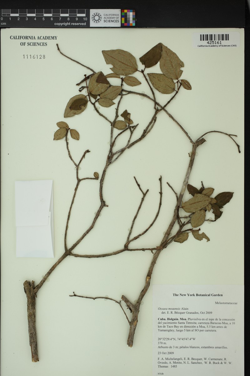 Miconia lutgardae