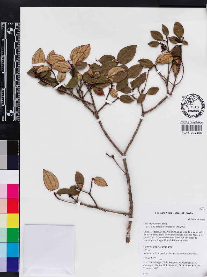 Miconia lutgardae photo 2