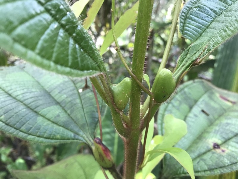 Miconia macrophysca