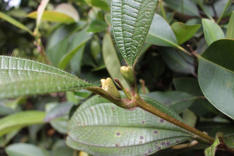 Miconia macrophysca photo 2