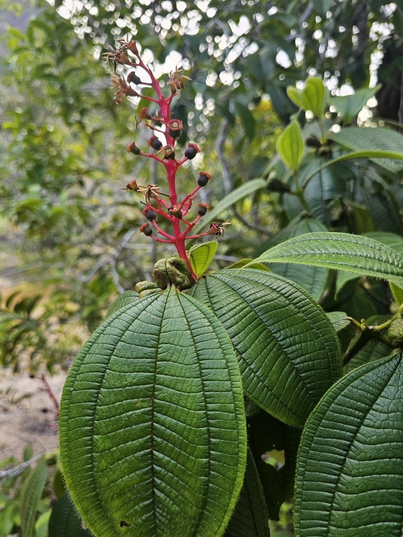Miconia macrophysca photo 3
