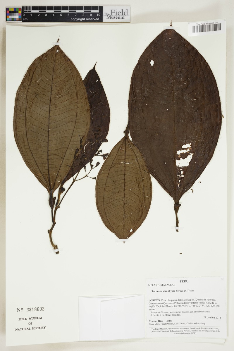 Miconia macrophysca photo 5