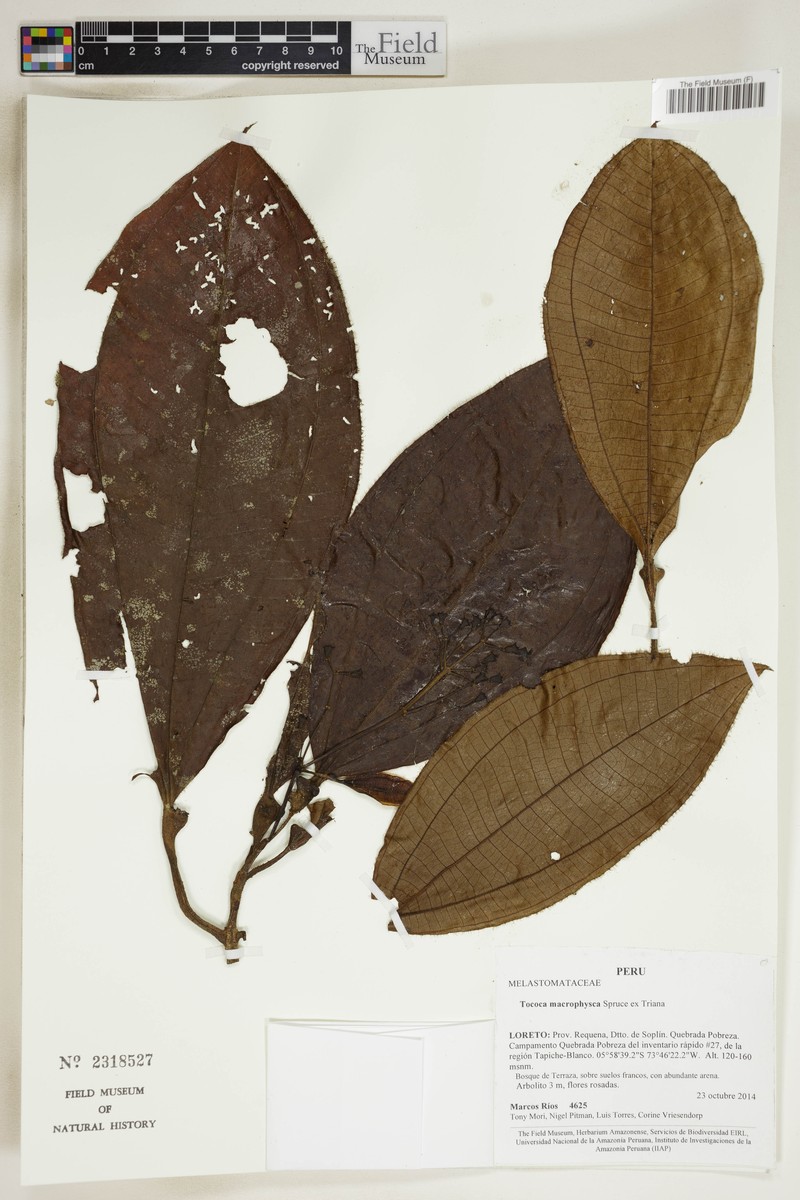 Miconia macrophysca photo 6