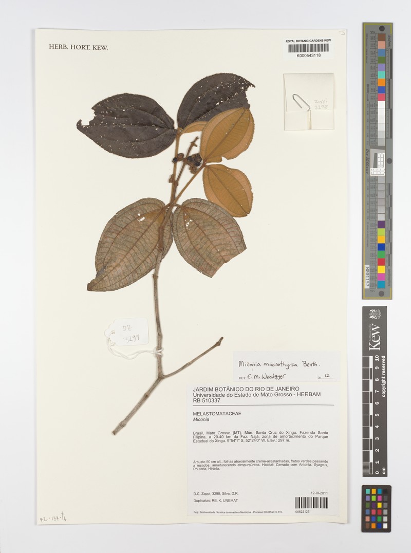 Miconia macrophysca photo 7
