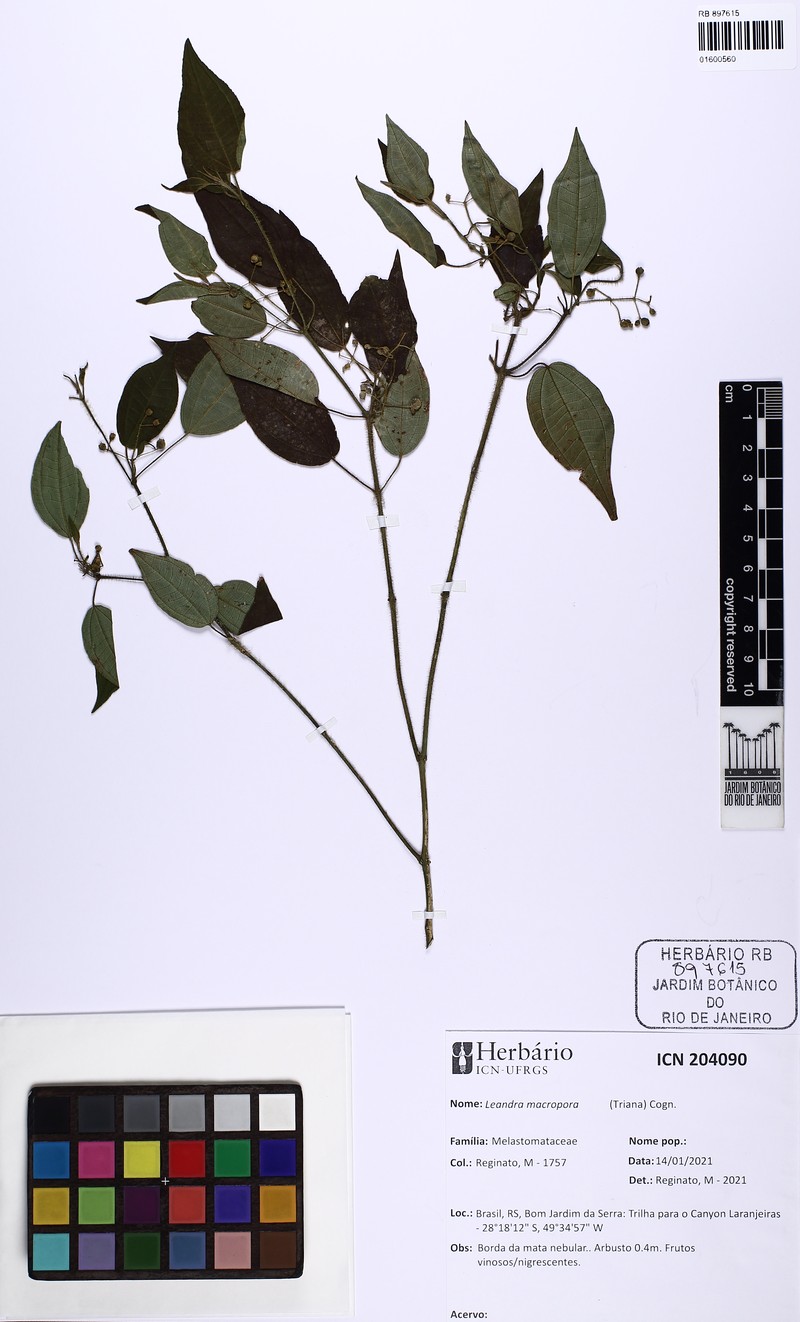 Miconia macropora