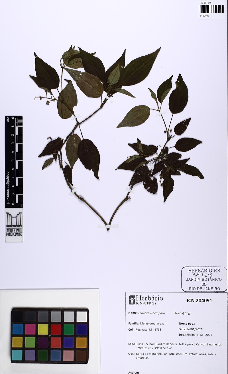 Miconia macropora photo 2