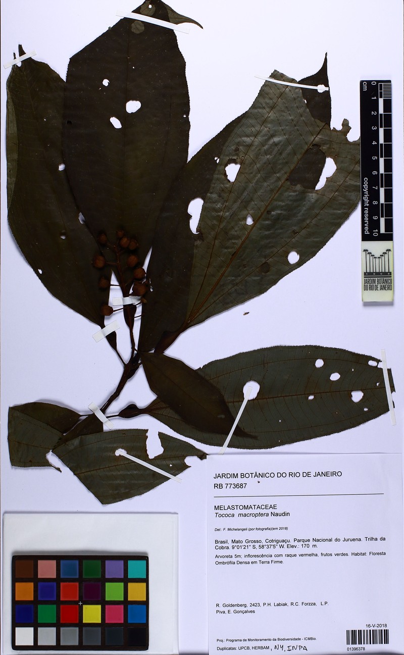 Miconia macroptera