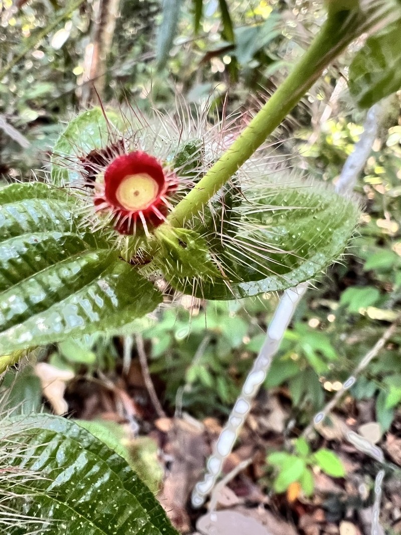 Miconia macrosperma