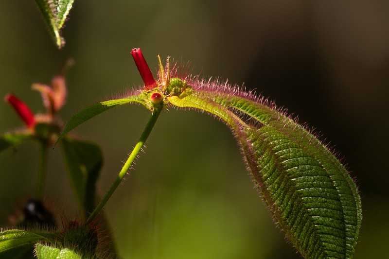 Miconia macrosperma photo 2