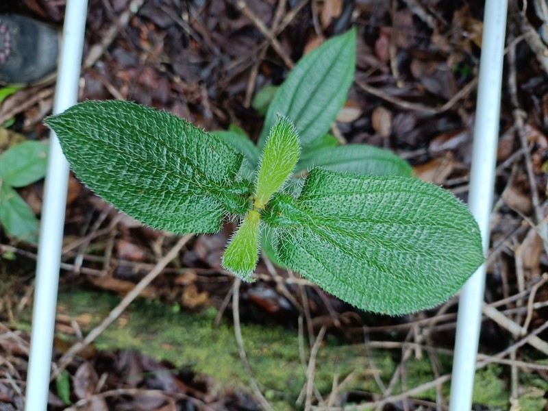 Miconia macrosperma photo 3