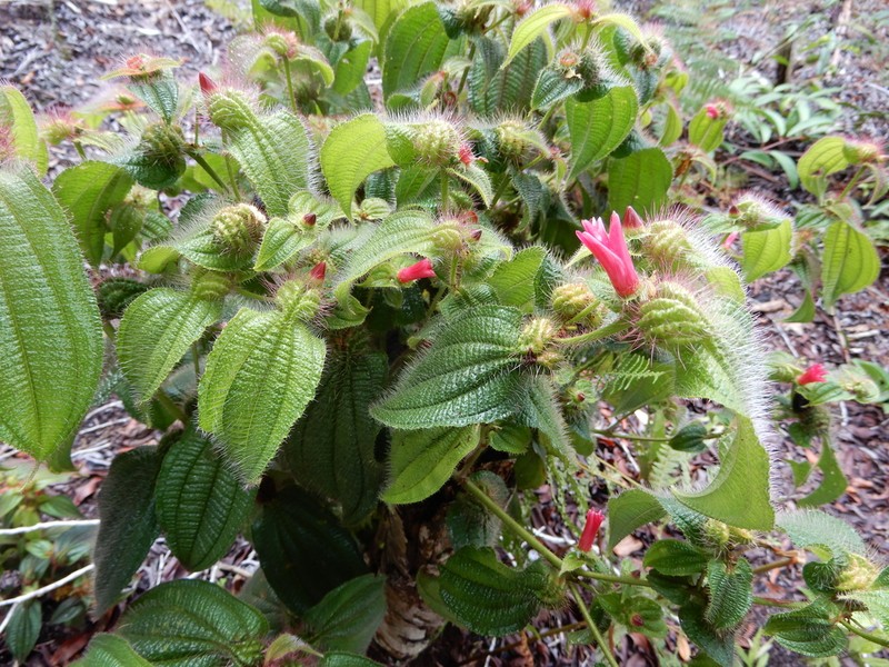 Miconia macrosperma photo 4