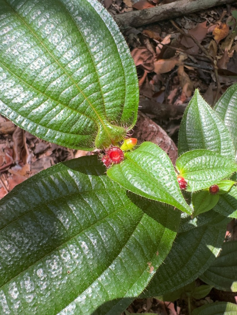 Miconia macrosperma photo 5