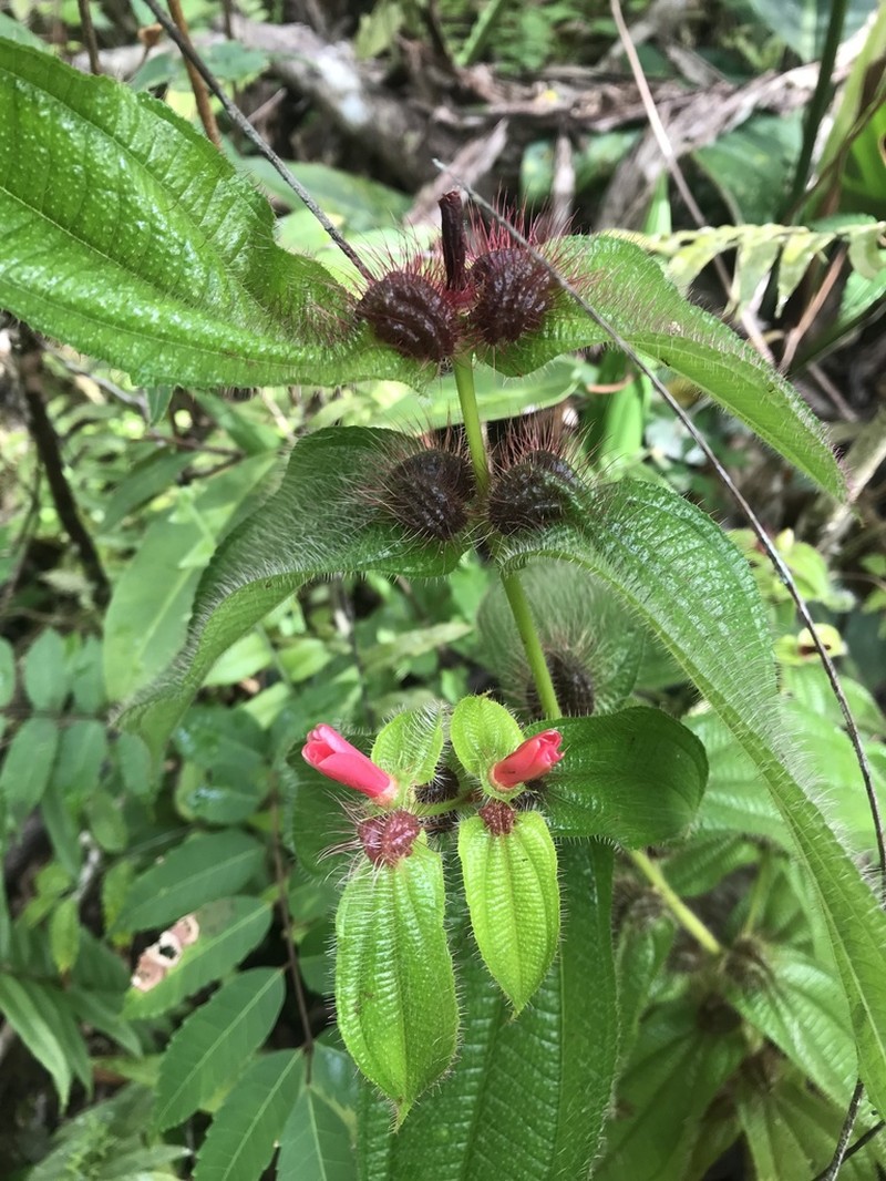 Miconia macrosperma photo 6