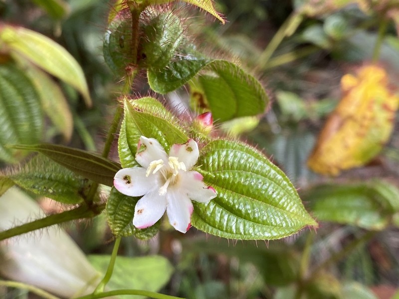 Miconia macrosperma photo 7