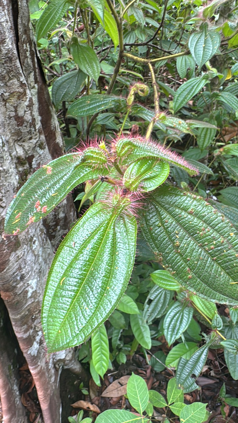 Miconia macrosperma photo 8
