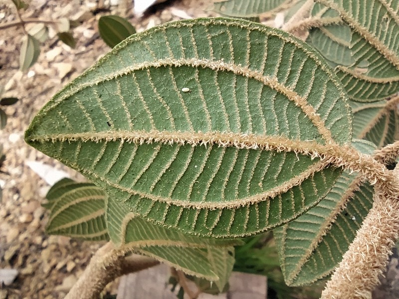 Miconia mahechae