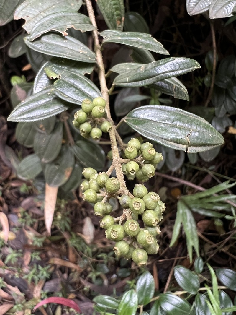 Miconia mahechae photo 2