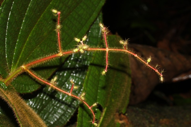 Miconia mailyniae